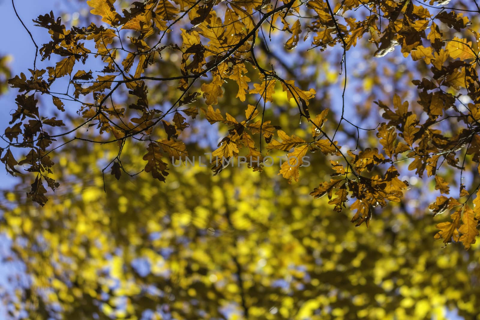 Picture of maple and oak tree leaves in fall