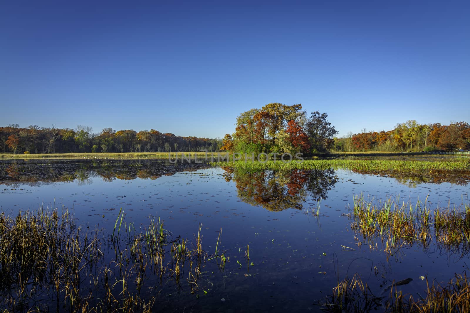 picture of foliage changing color in Michigan