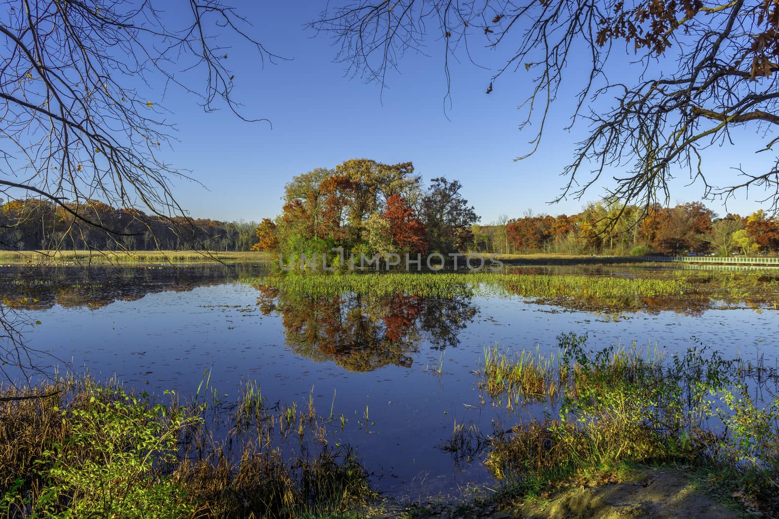 picture of foliage changing color in Michigan