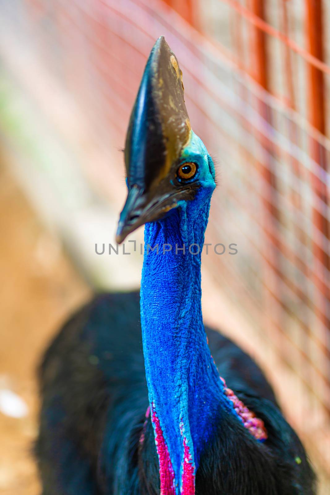 Cassowary close-up. Cassowary head. Big aggressive bird.