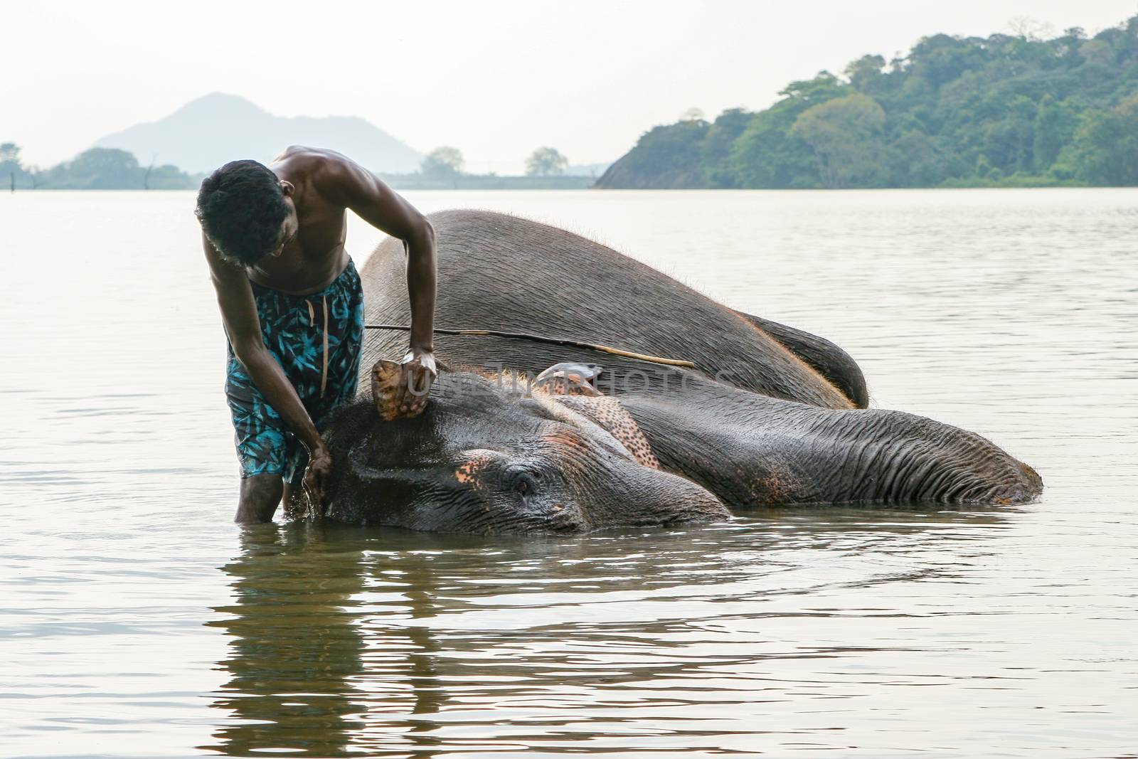 Dambulla, Sri Lanka 4.9.2006 mahout washing his elephant in lake in afternoon by kgboxford