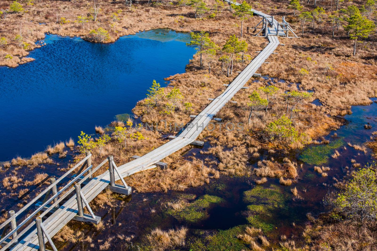 Swamp or bog in Kemeri National park with blue reflection lakes, wooden path, green trees (Riga area, Latvia, Europe)