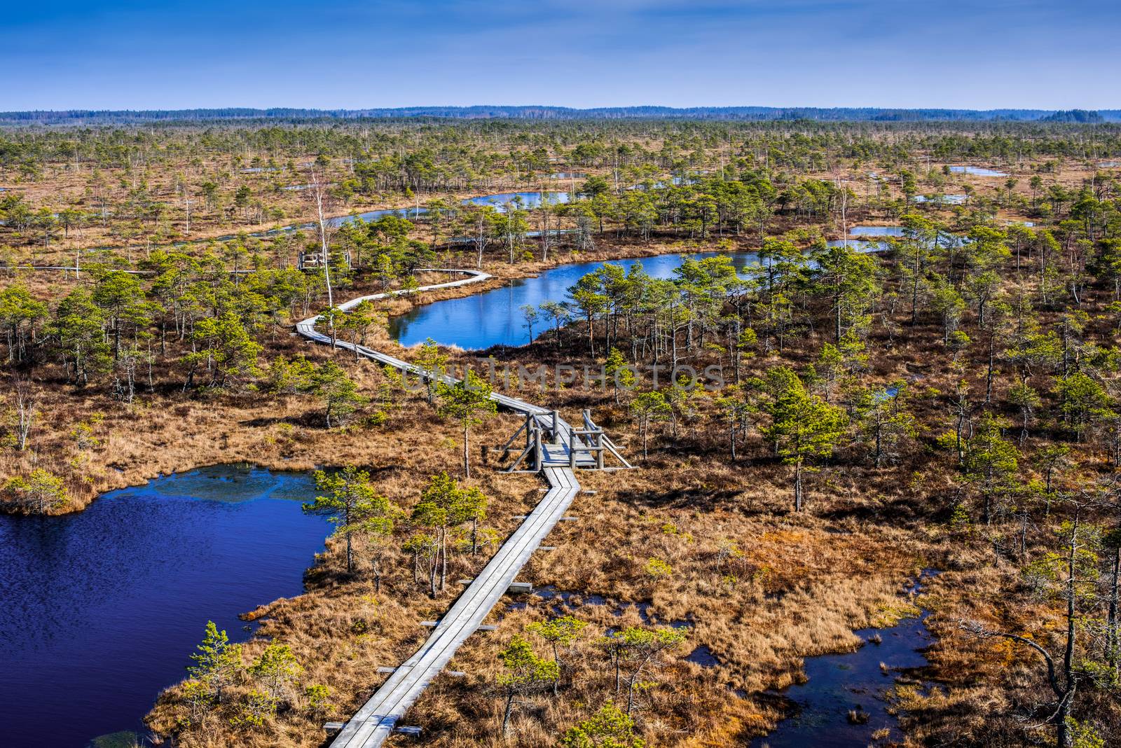 Swamp or bog in Kemeri National park with blue reflection lakes, wooden path, green trees and blue sky (Riga area, Latvia, Europe)