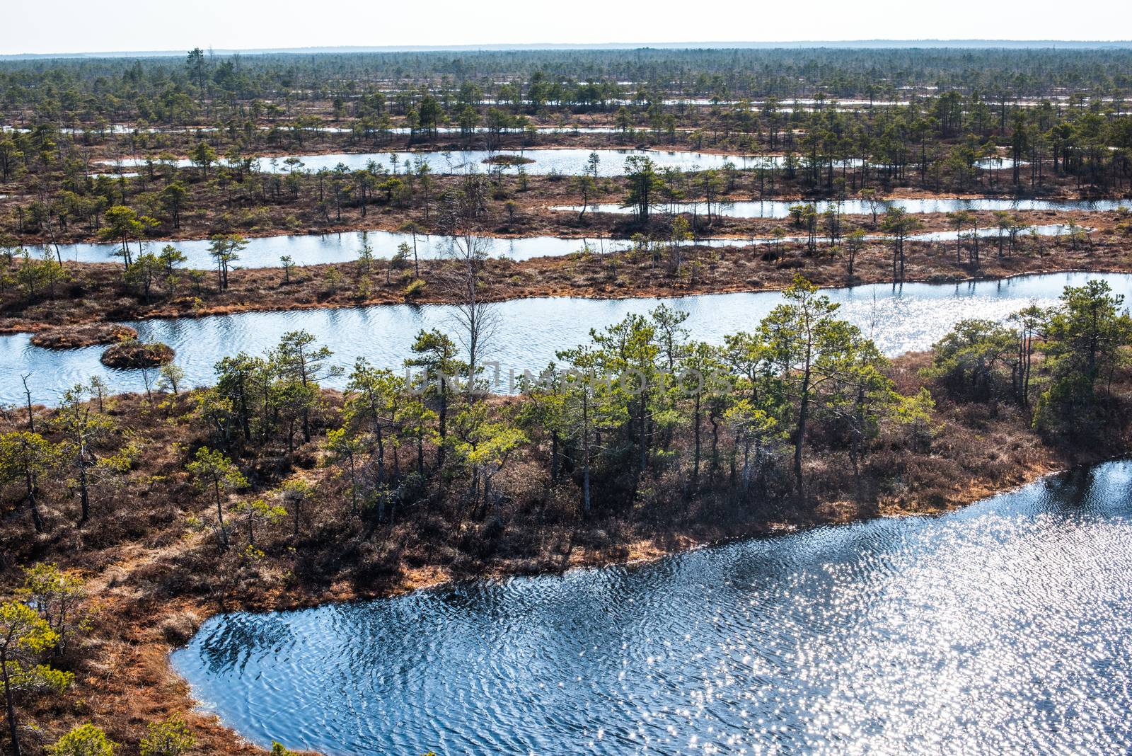 Swamp or bog in Kemeri National park with blue reflection lakes, wooden path, green trees and blue sky (Riga area, Latvia, Europe)