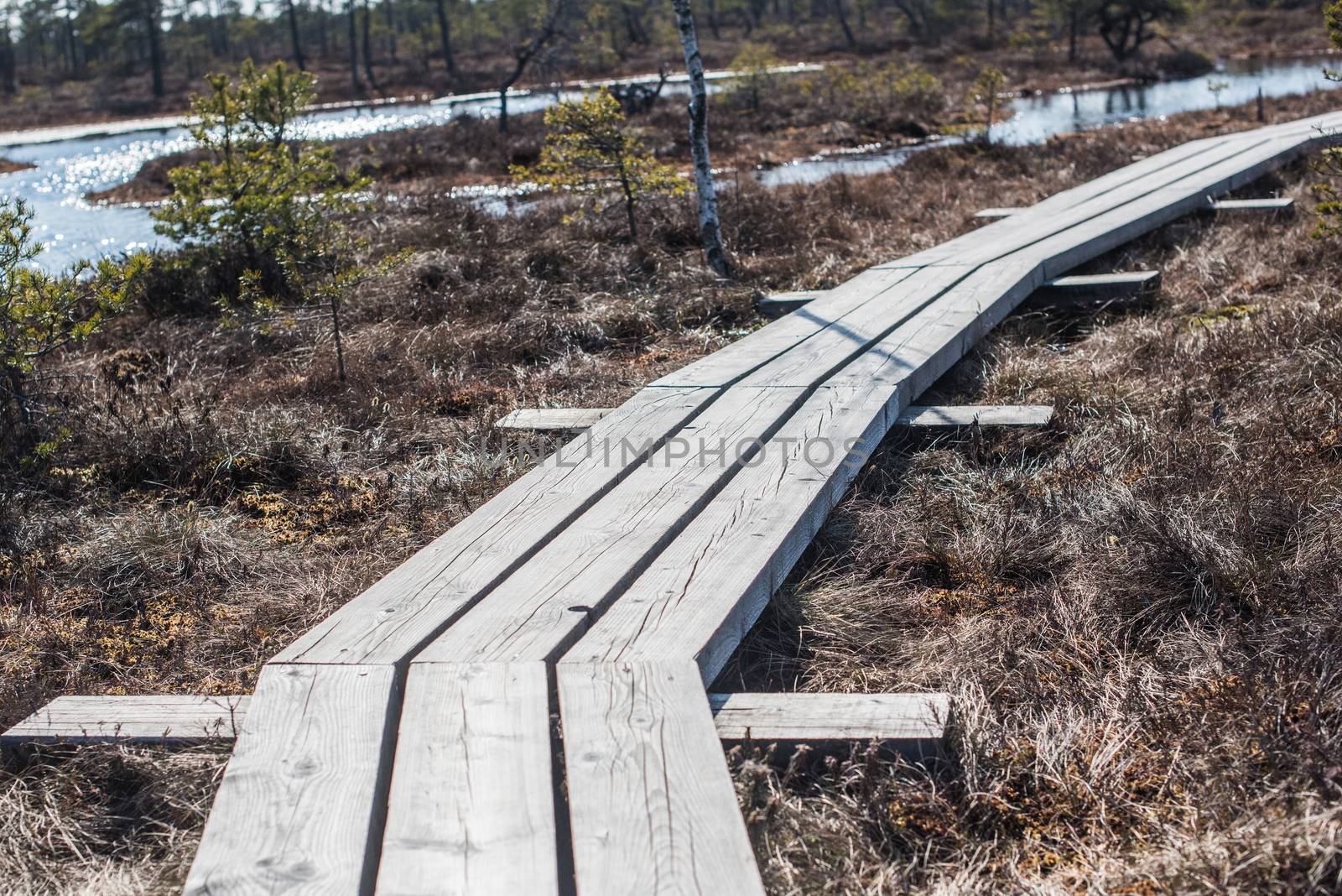 Swamp or bog in Kemeri National park with blue reflection lakes, wooden path, green trees, Riga area, Latvia, Europe