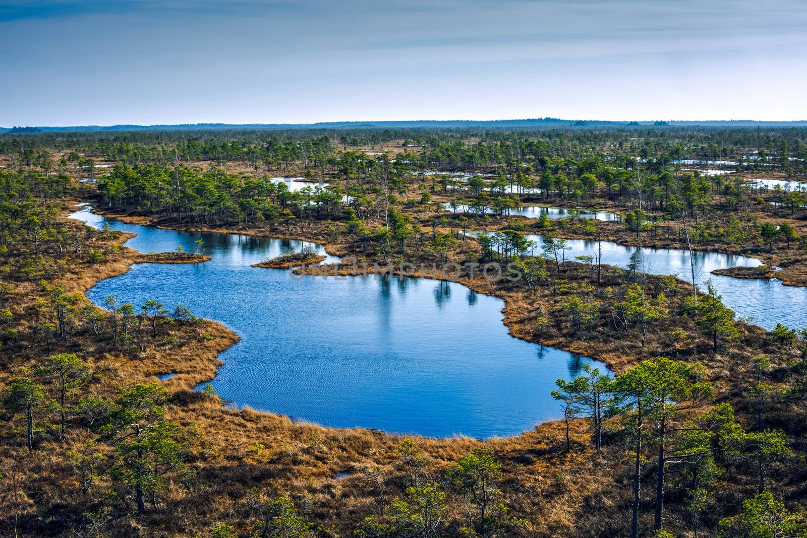 Swamp or bog in Kemeri National park with blue reflection lakes, wooden path, green trees and blue sky (Riga area, Latvia, Europe)