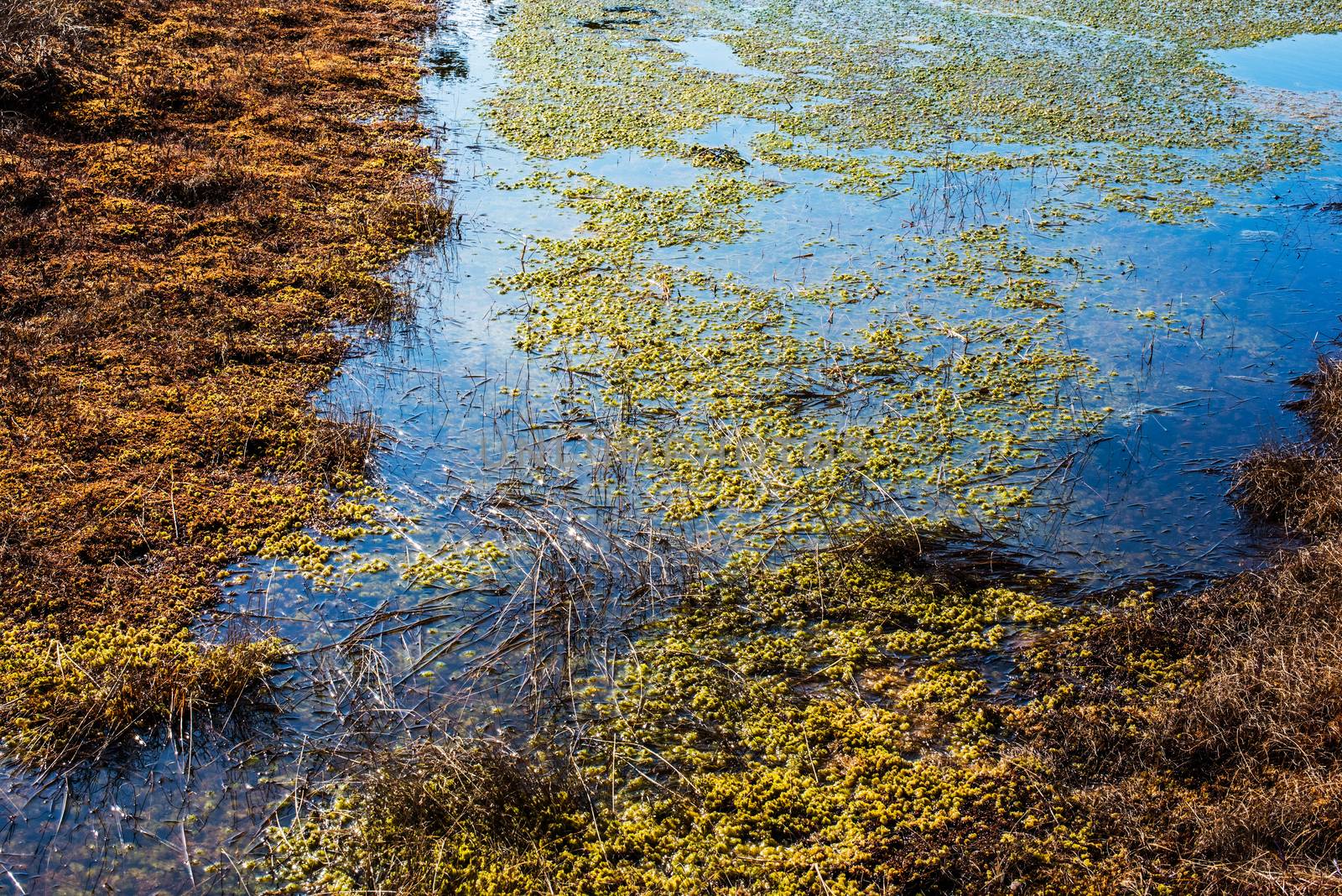 Swamp or bog in Kemeri National park with blue reflection lakes, wooden path, green trees (Riga area, Latvia, Europe)