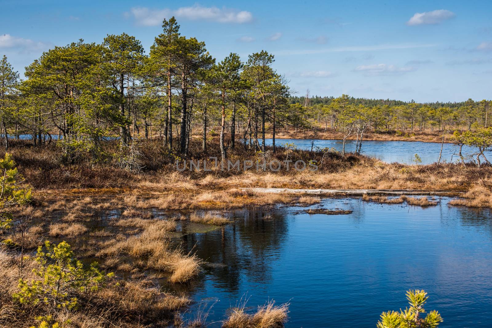 Swamp or bog in Kemeri National park with blue reflection lakes, wooden path, green trees and blue sky (Riga area, Latvia, Europe)