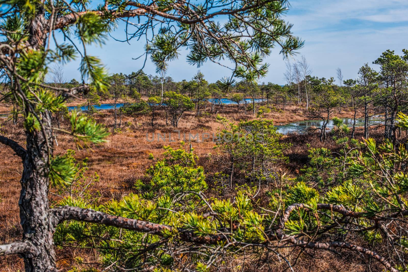 Swamp or bog in Kemeri National park with blue reflection lakes, green trees and blue sky (Riga area, Latvia, Europe)