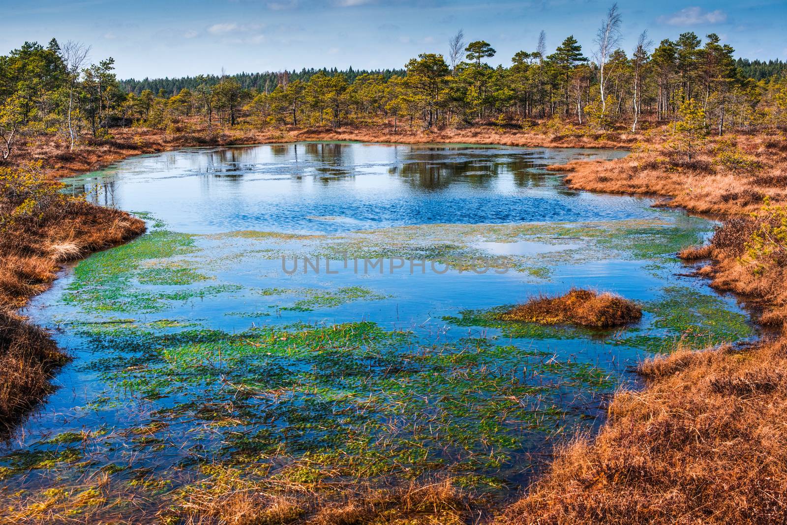 Swamp or bog in Kemeri National park with blue reflection lakes, green trees and blue sky (Riga area, Latvia, Europe)