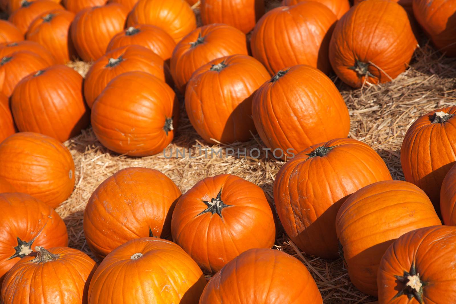 Fresh Orange Pumpkins and Hay in a Rustic Outdoor Fall Setting.
