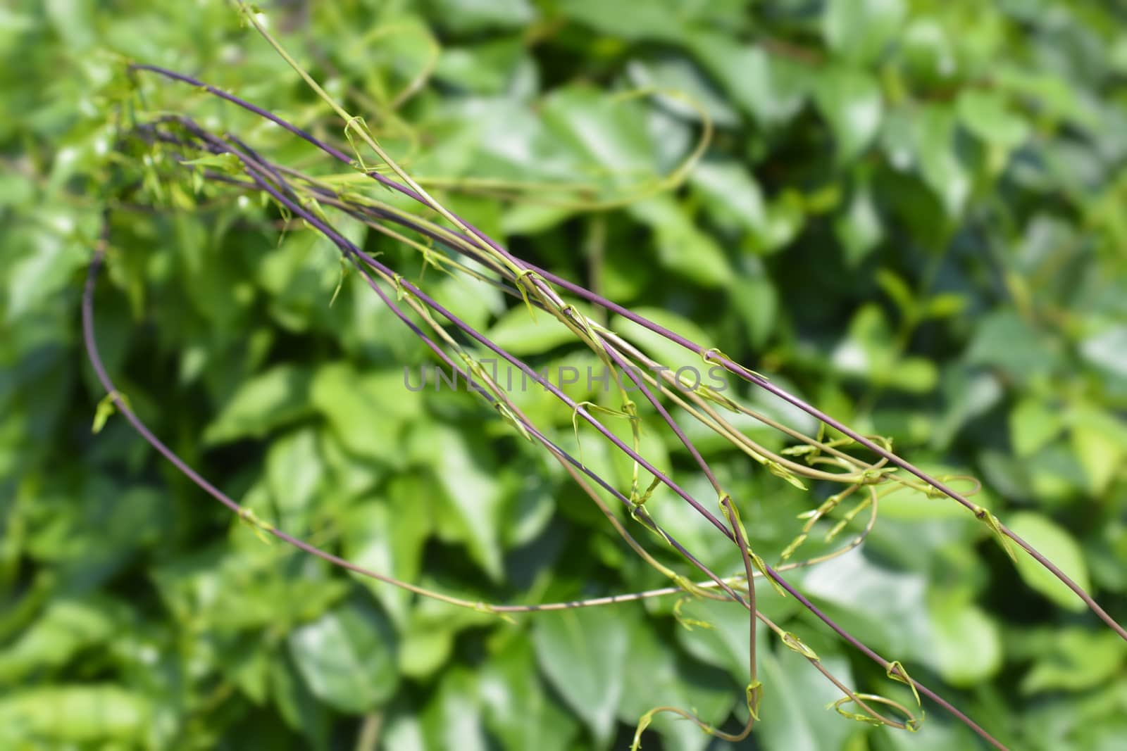 Grecian silkvine branches - Latin name - Periploca graeca