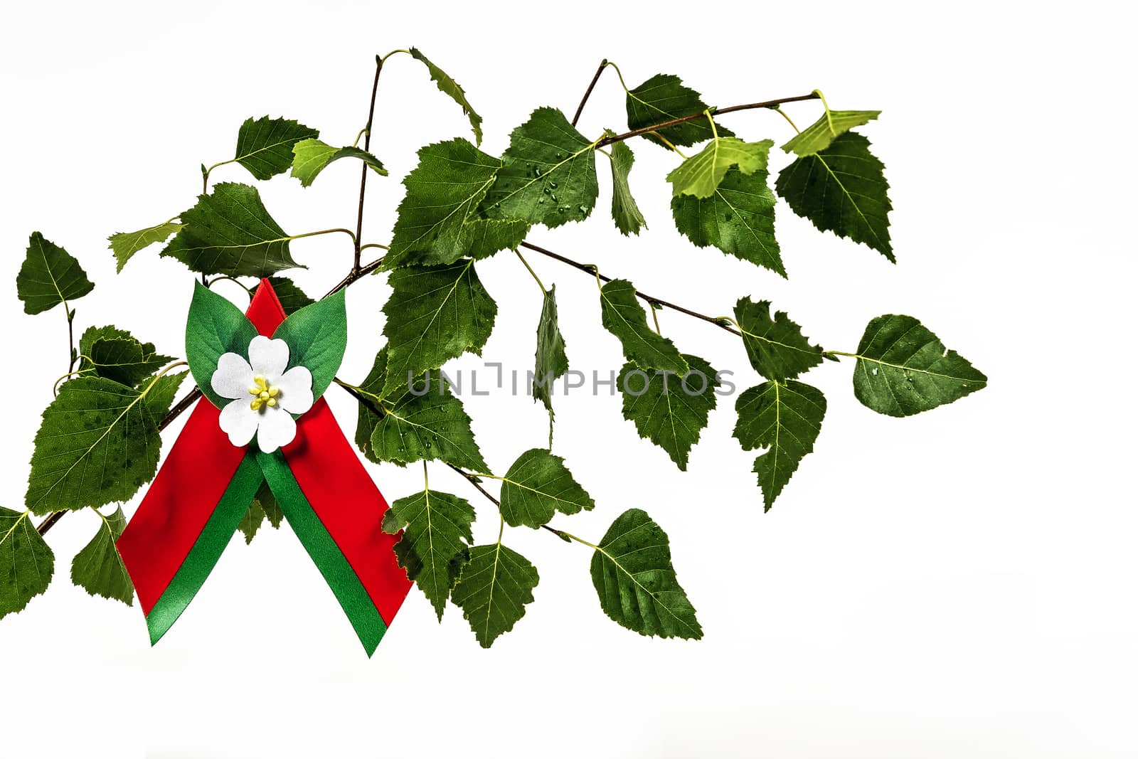 A crocheted green ribbon with an apple-tree color on a birch branch with green leaves on a white background