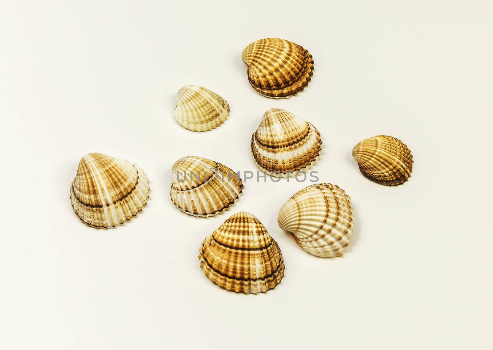 Several seashells lie on a white background