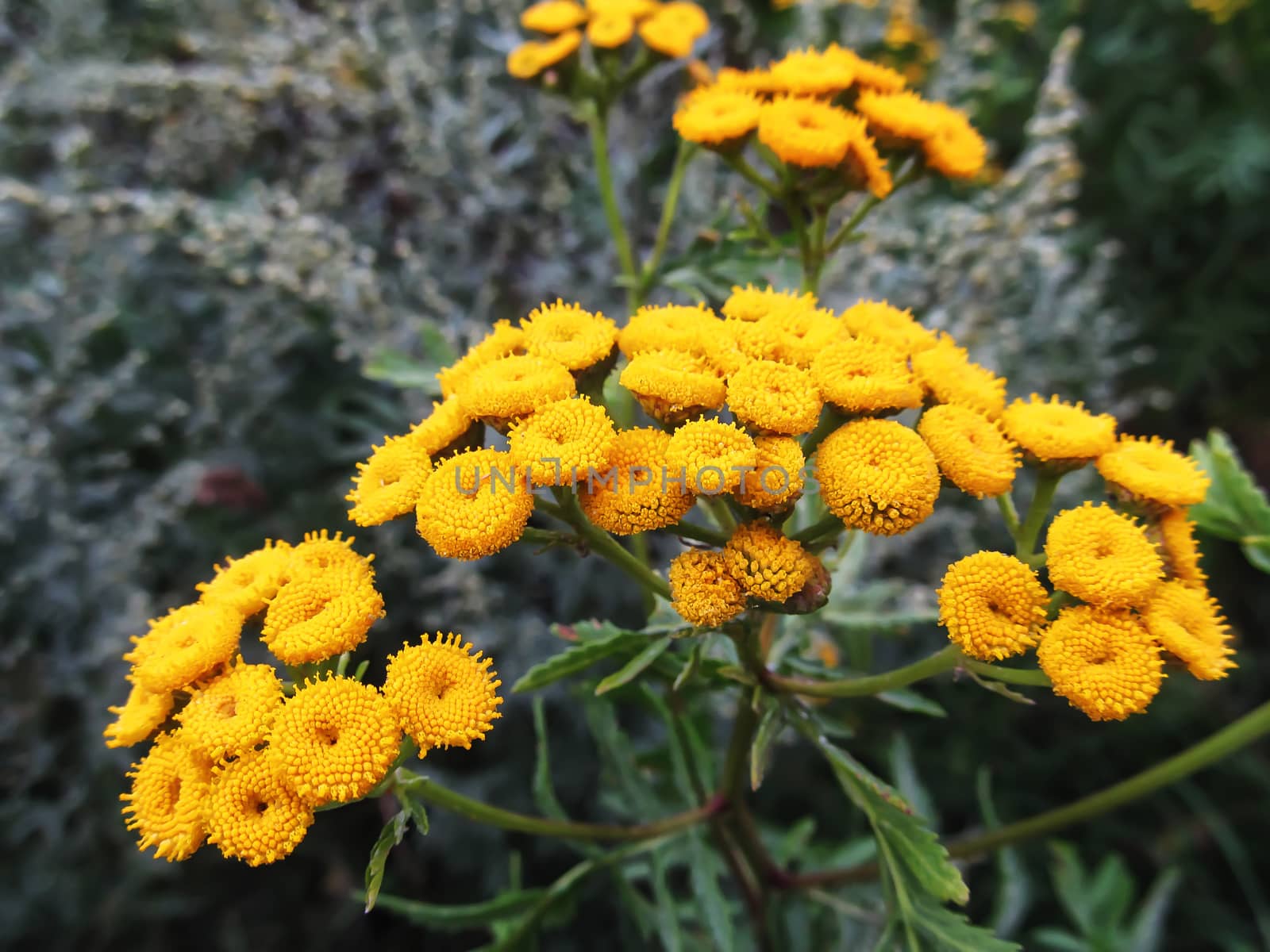 Tansy is a perennial herbaceous plant of the astrope family 