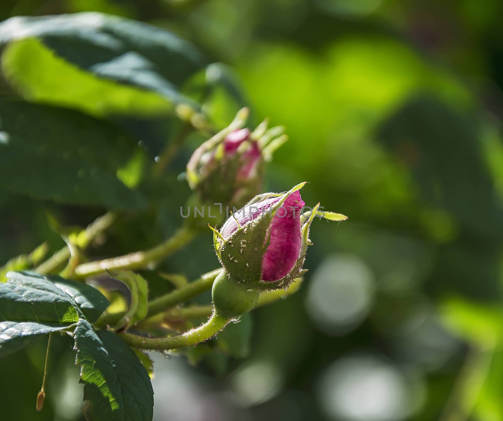 A bud of a living rose in the sunlight on a blurred background