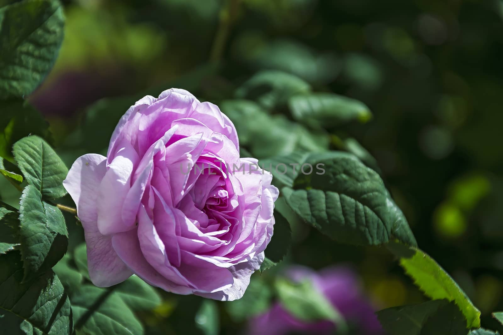 On a blurry background a flower of a blossoming rose in the sunlight