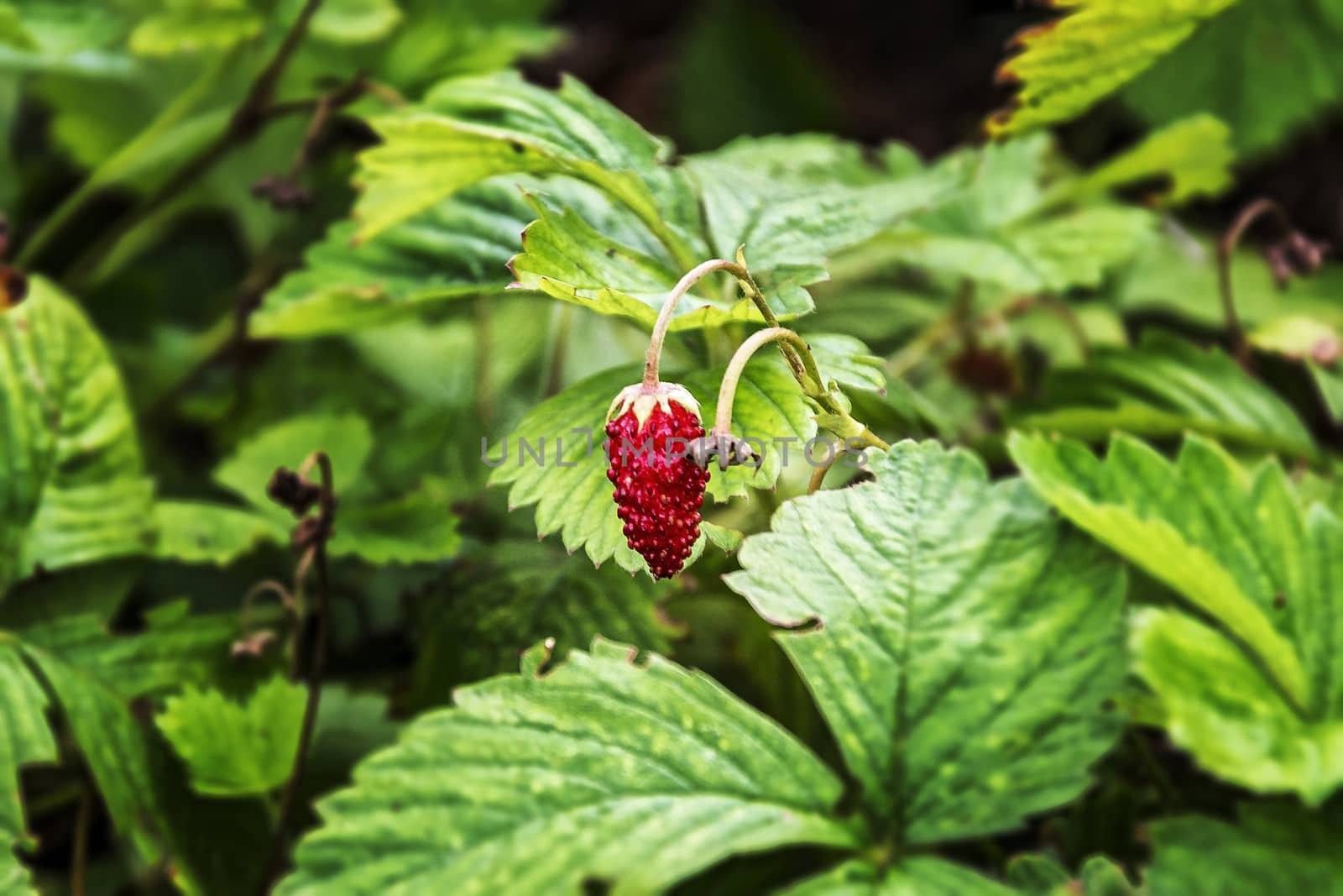 Among the green shrubs of the garden strawberry is a red ripe berry