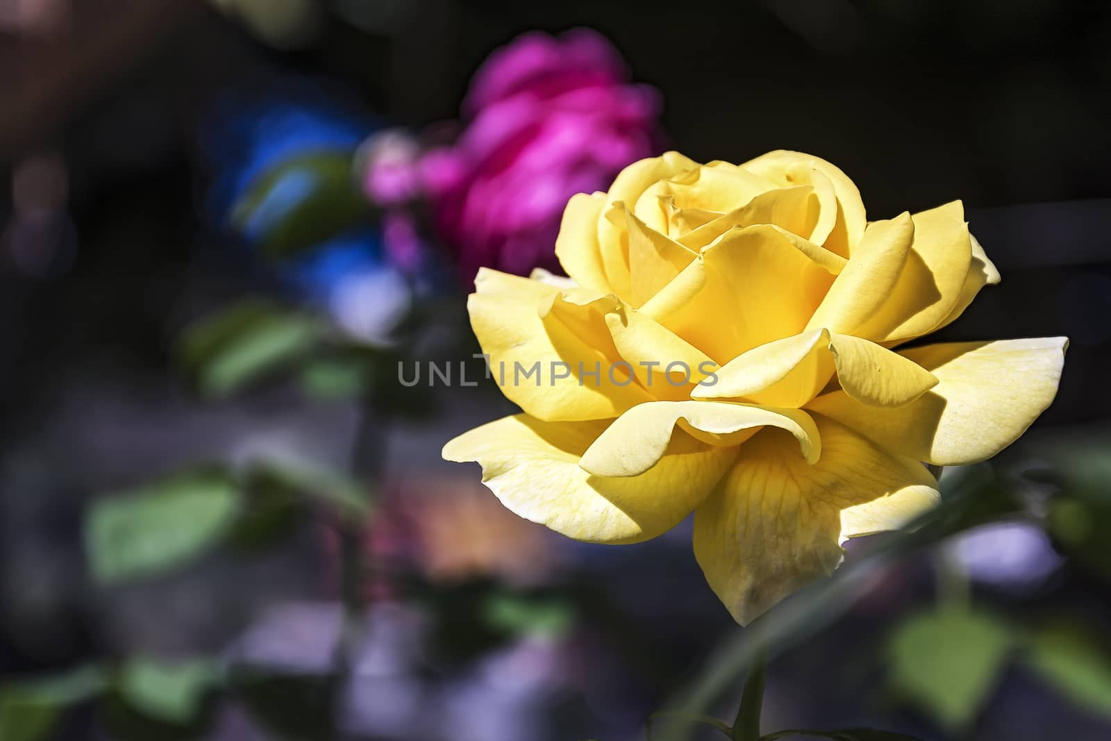 Flower of a blooming yellow rose on a blurred background