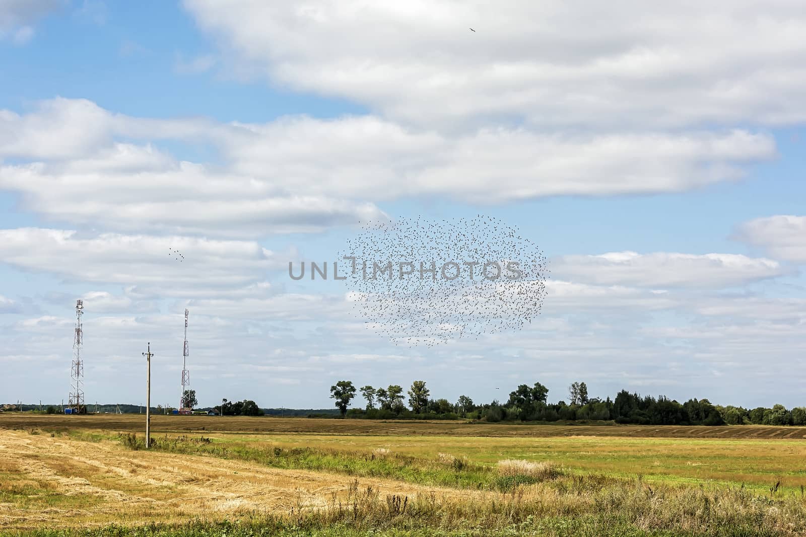 Autumn landscape. Rural field and a large flock of birds in the sky