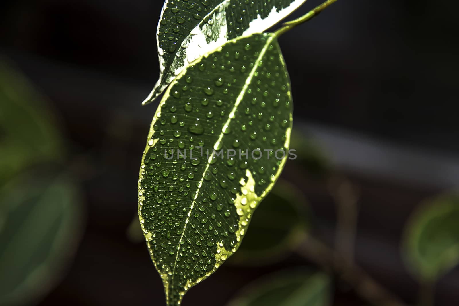 Drops of water on a green leaf of a plant sage