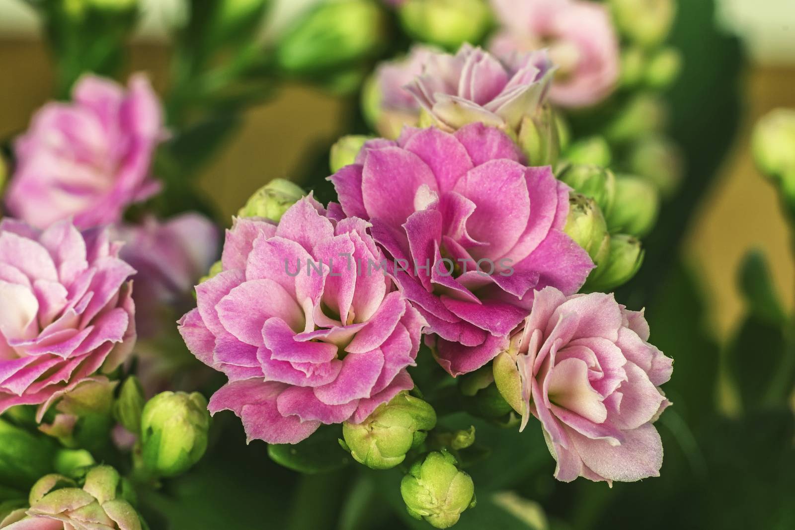 Flowers Kalanchoe close-up. The genus of succulent plants of the by Grommik