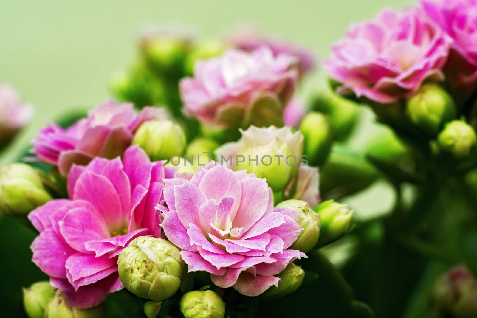 White-pink flowers of Kalanchoe kind of succulent plant family T by Grommik