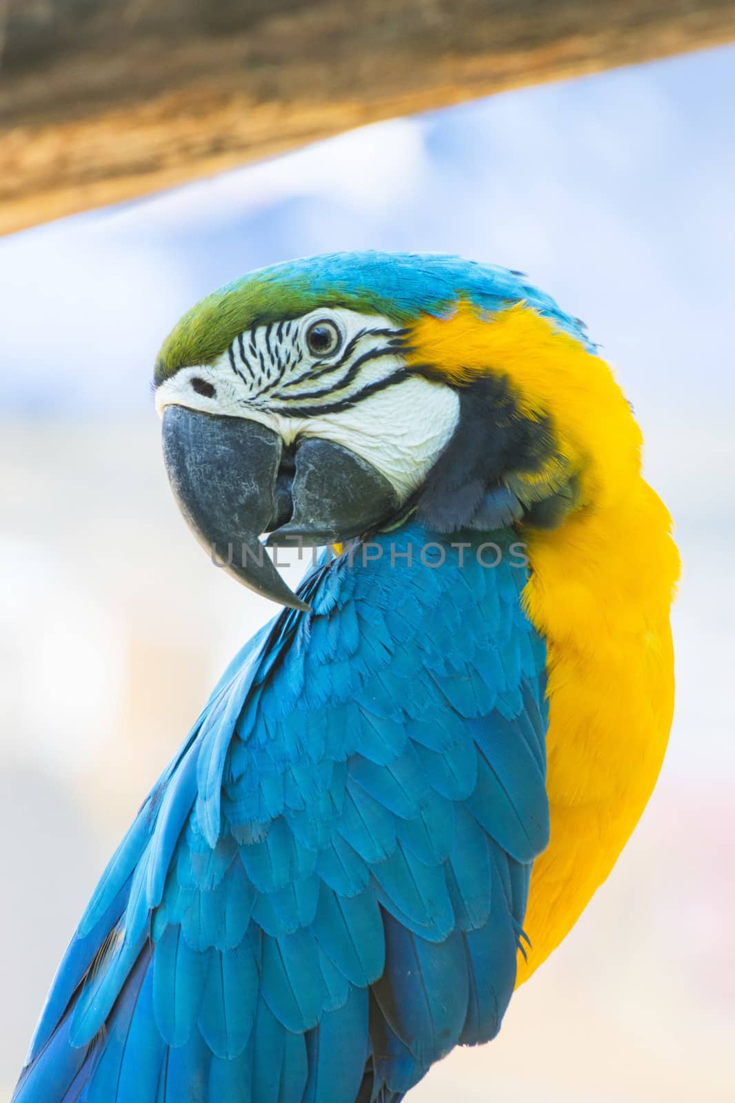 Close up Bird Blue-and-yellow macaw  by piyaphun