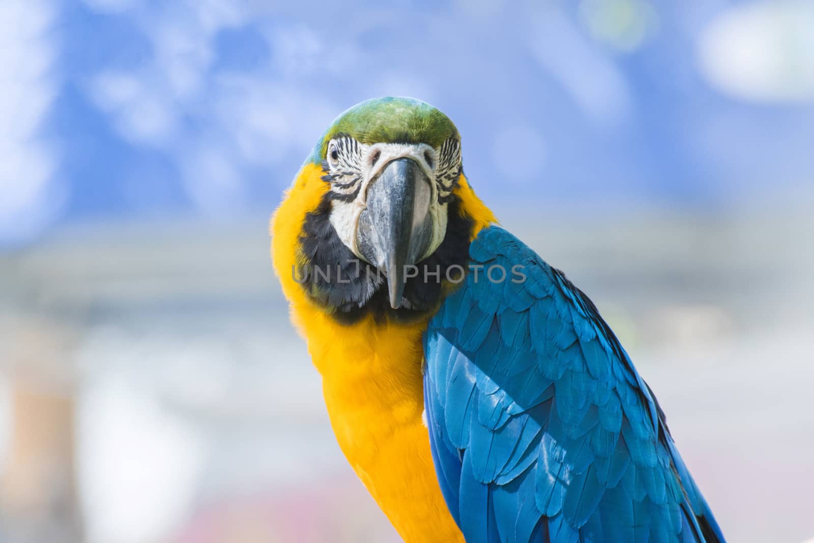 Close up Bird Blue-and-yellow macaw 