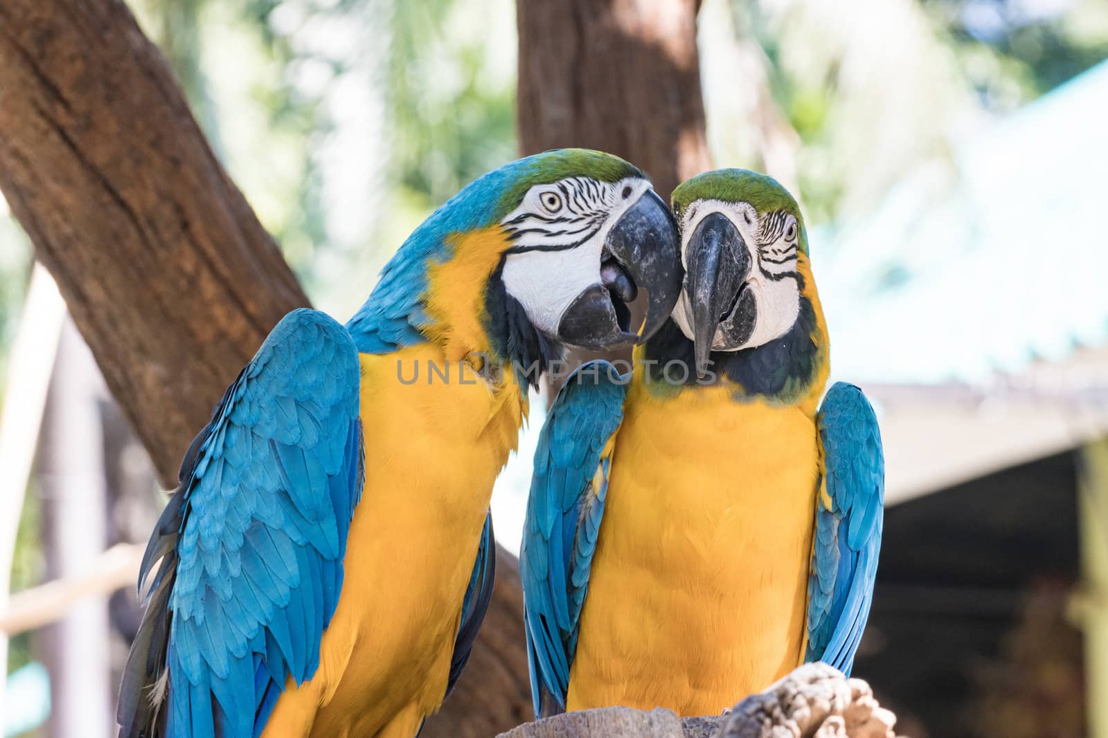 Group Bird Blue-and-yellow macaw standing on branches  