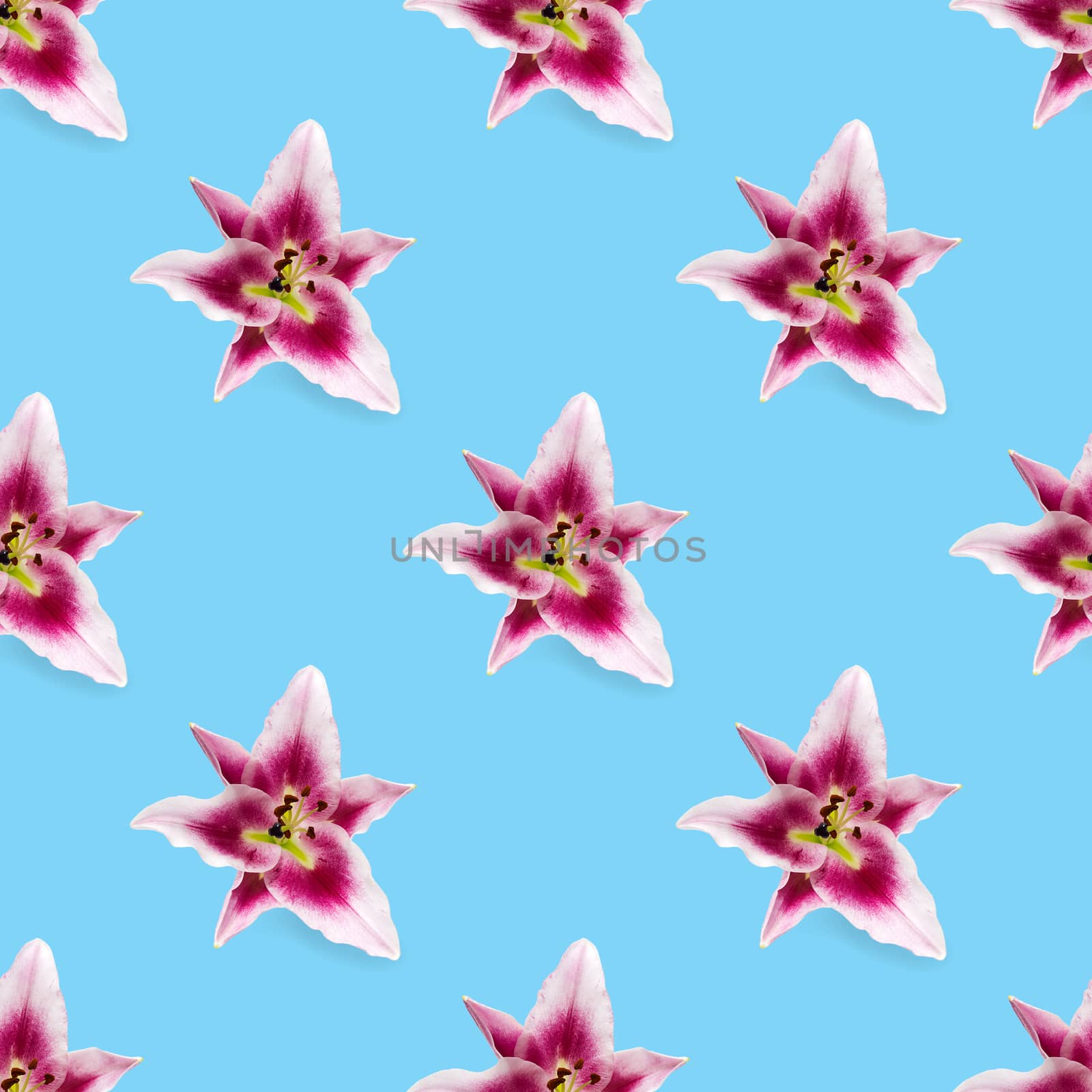 seamless pattern of pink Lily flower bloom. Pink lily flowers over blue background seamless texture. flat lay flower pattern