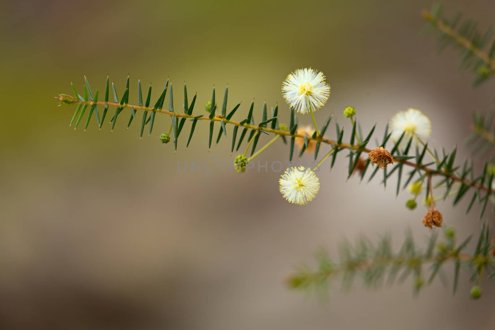 Australian native flower - golden wattle blossom.  Small flowers less than 1cm budding in winter.  Shallow dof with smooth background blur and focus to a single blossom only.