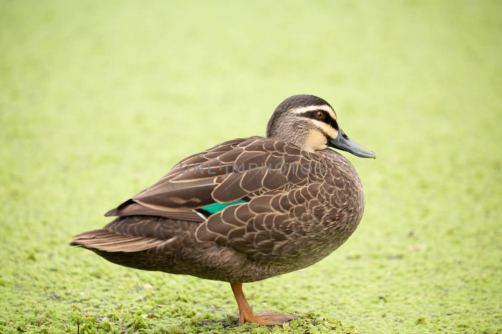 Duck  standing by a billabong covered in green plant flora by lovleah