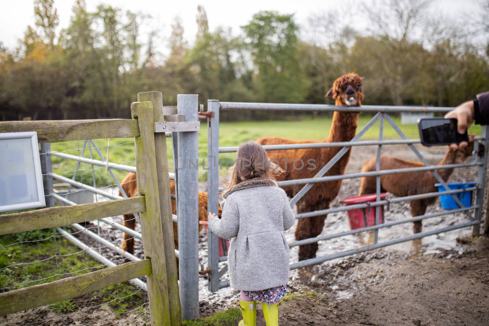 Rearview of a little brunette girl in a gray coat looking through a fence at brown alpacas eating, with a blurry forest as background