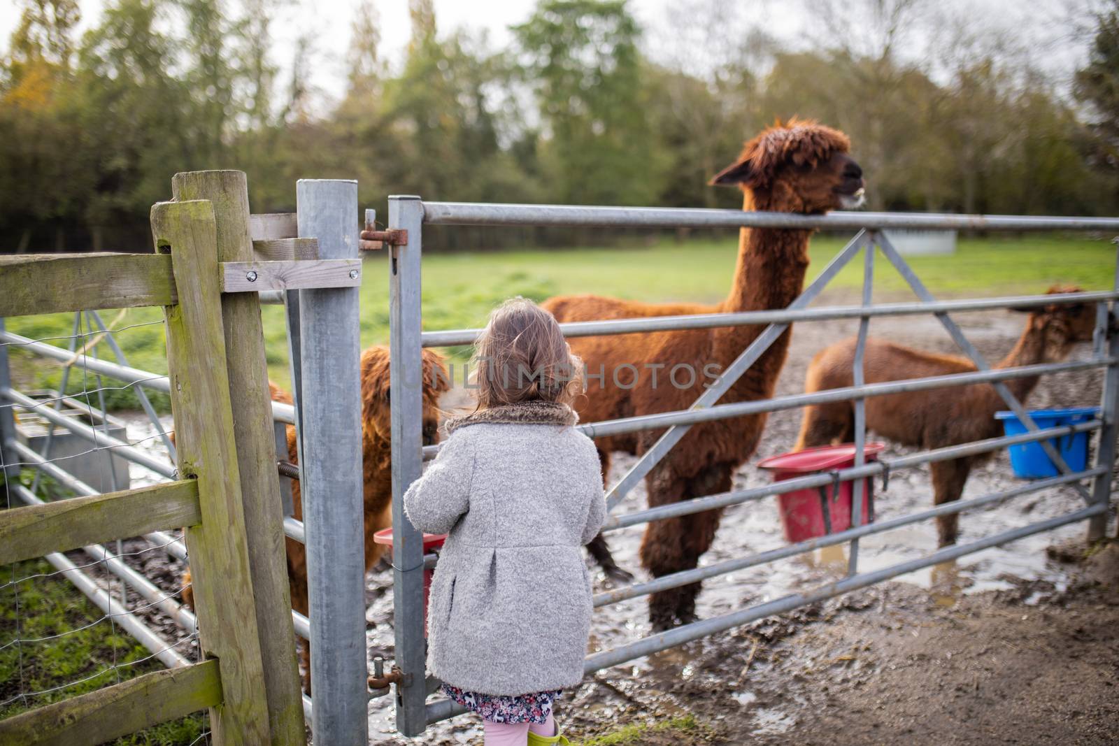 Rearview of a little brunette girl in a gray coat standing in front of brown alpacas that are eating behind a metal fence