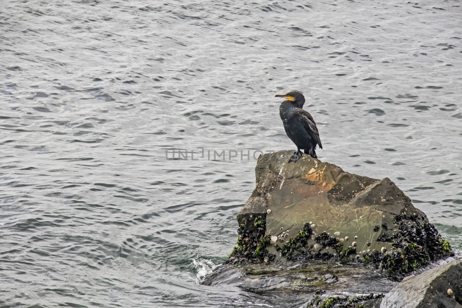 cormorant on cliffs in the sea by yilmazsavaskandag