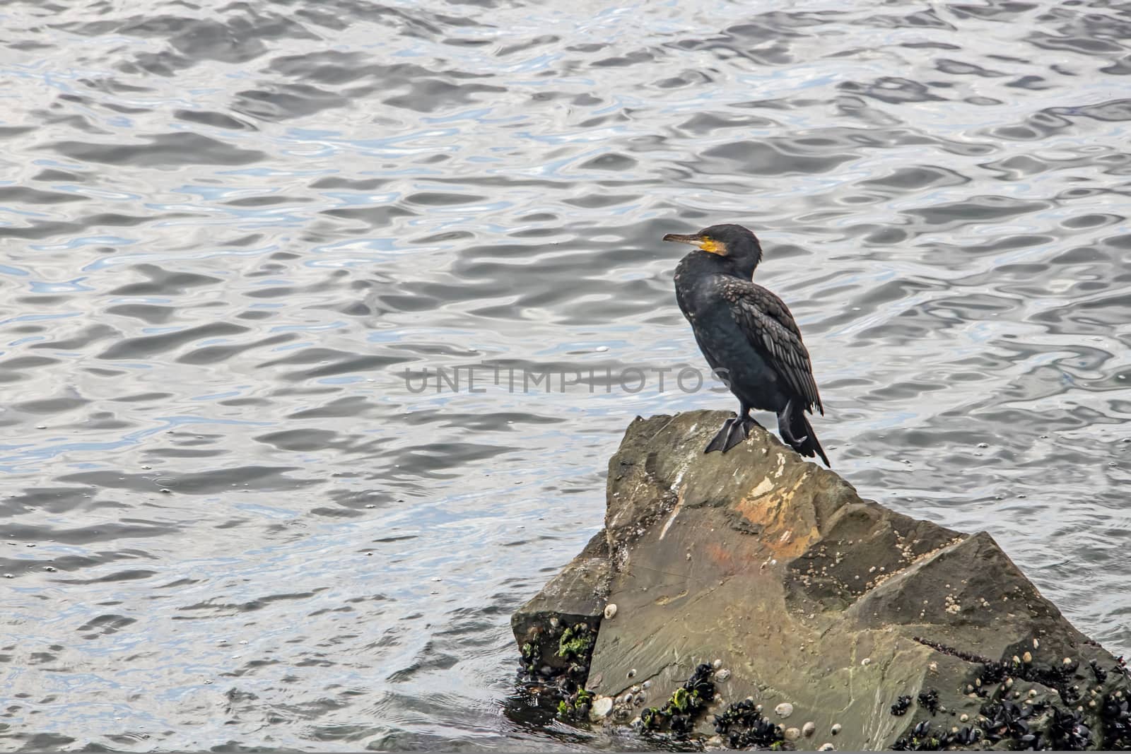 cormorant on cliffs in the sea