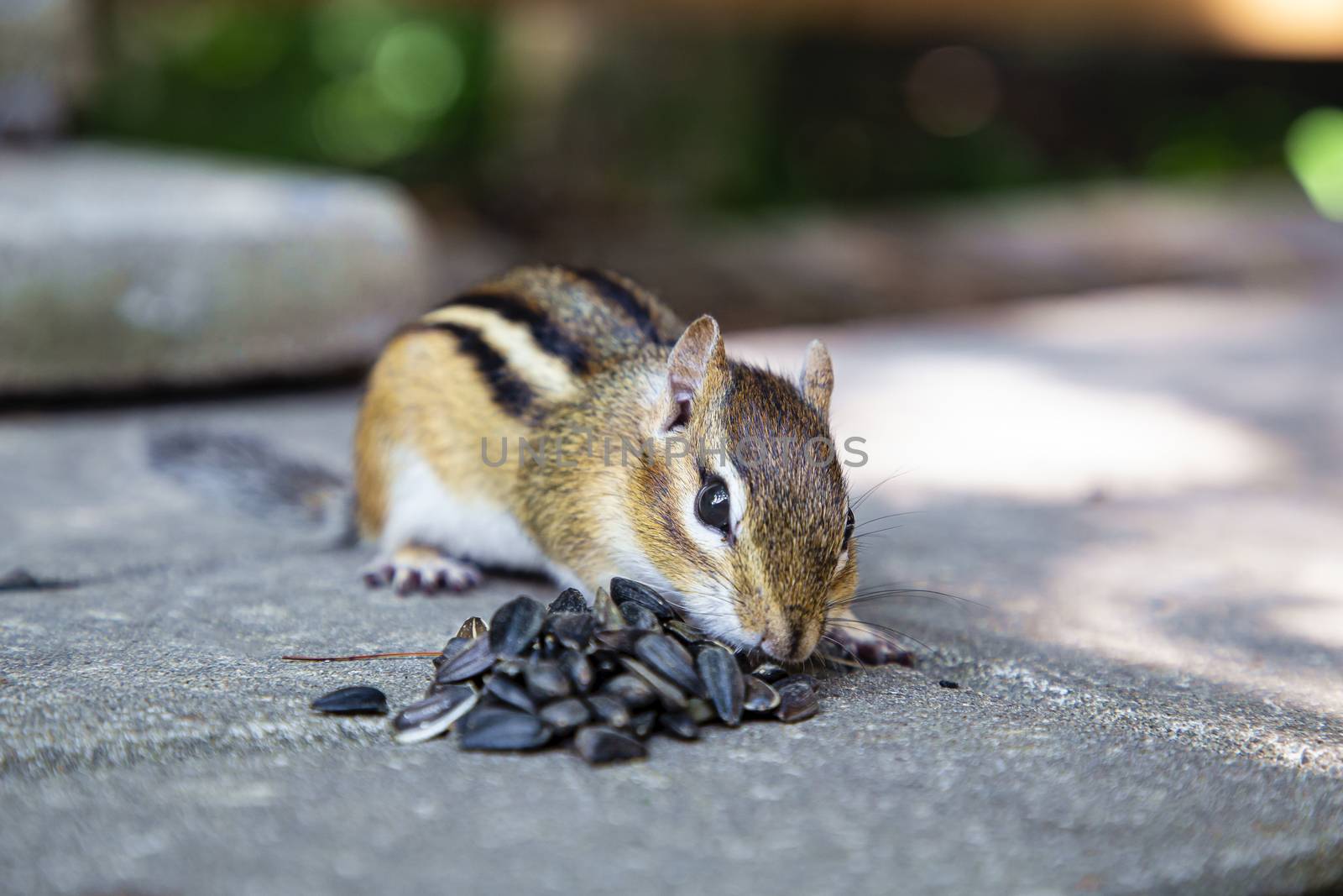 small chimpmuck standing top of a pile of sunflower seed and eating them

