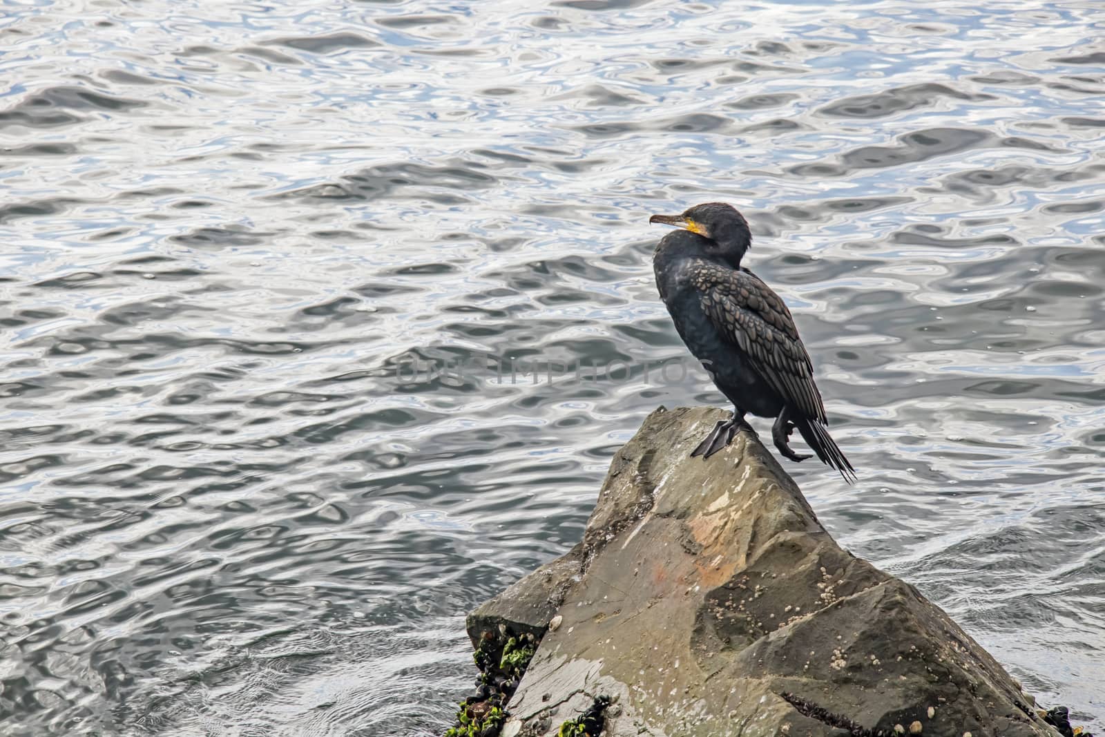 cormorant on cliffs in the sea