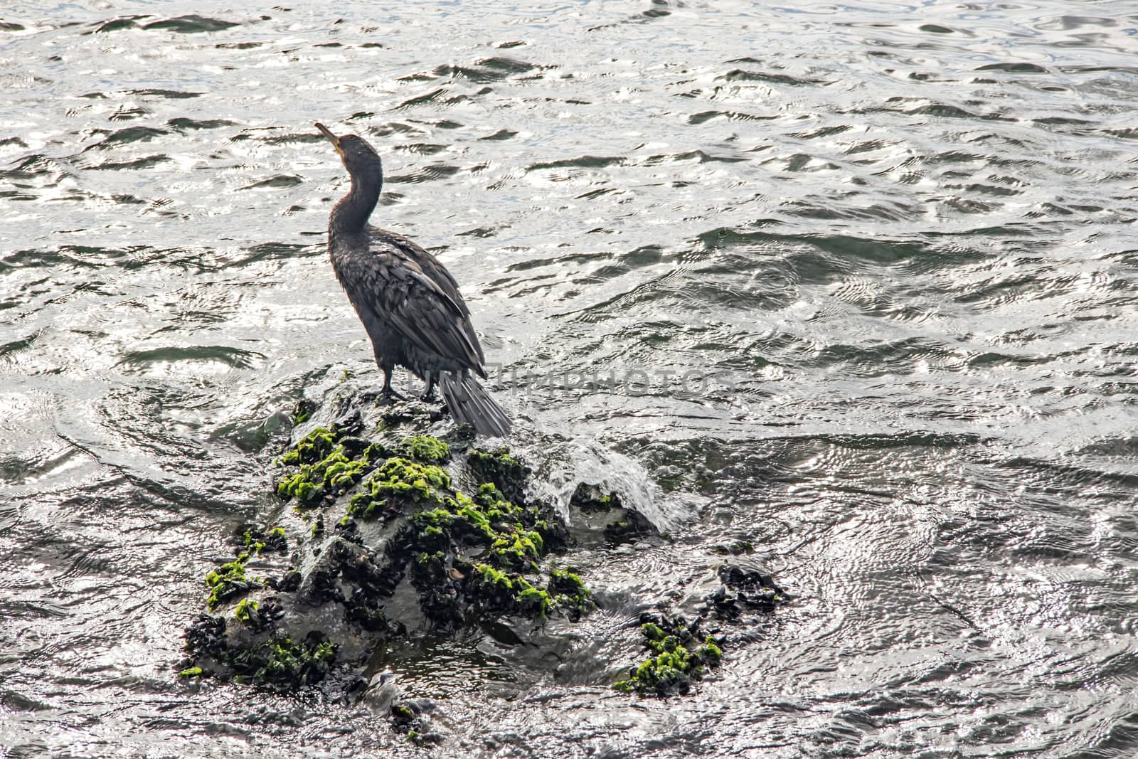 cormorant on cliffs in the sea by yilmazsavaskandag