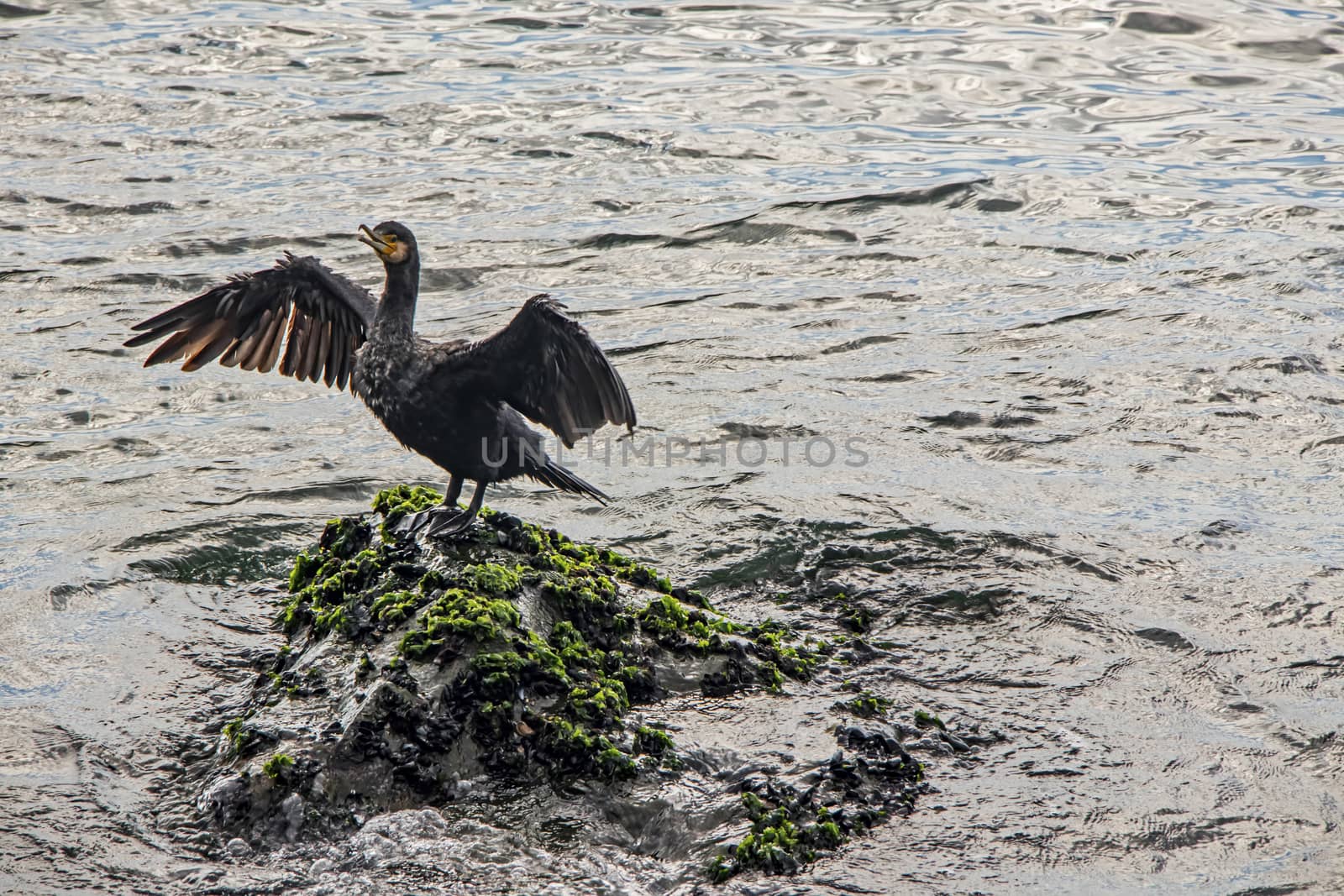 cormorant on cliffs in the sea by yilmazsavaskandag