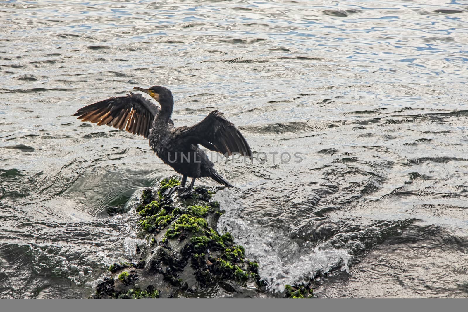 cormorant on cliffs in the sea