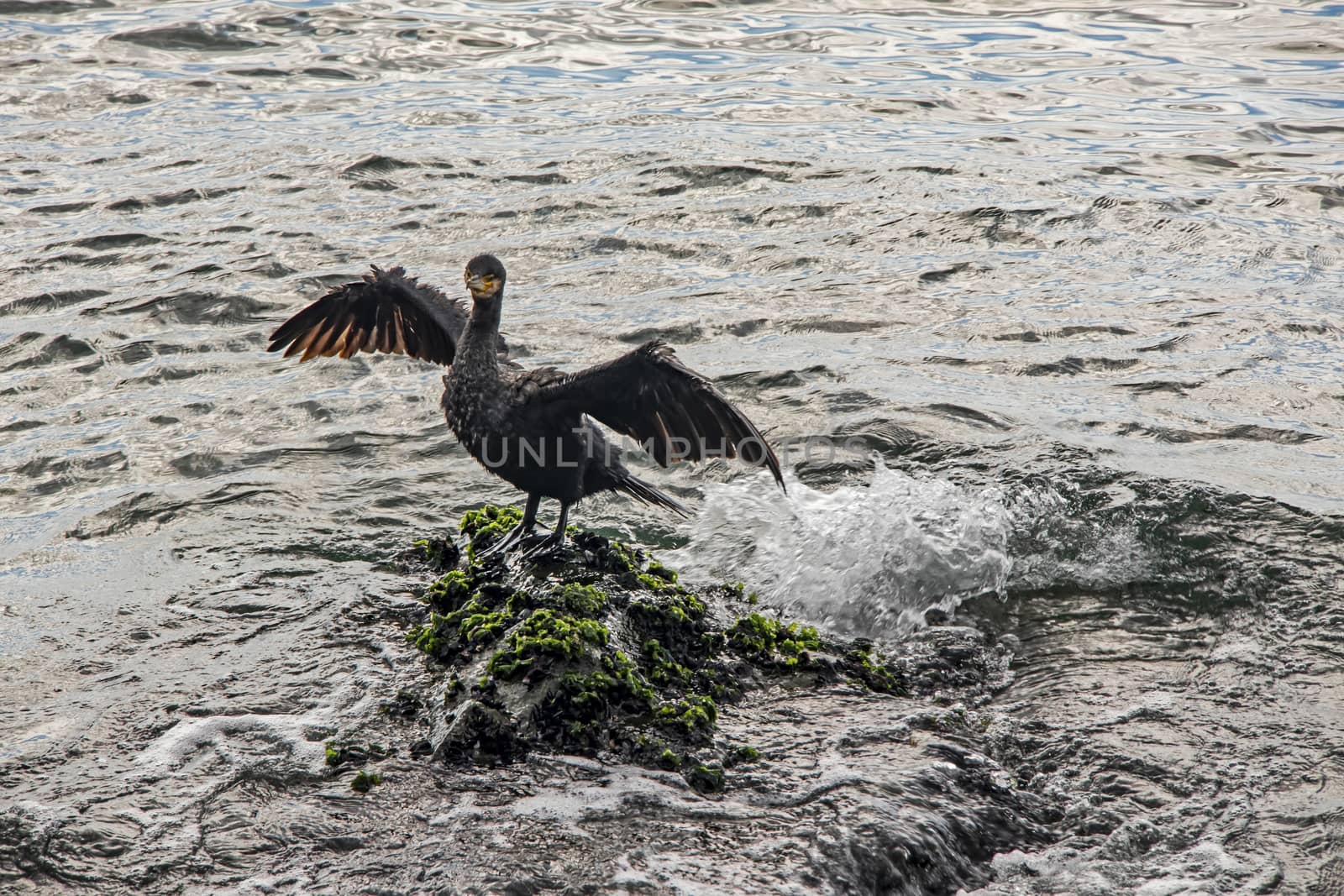 cormorant on cliffs in the sea