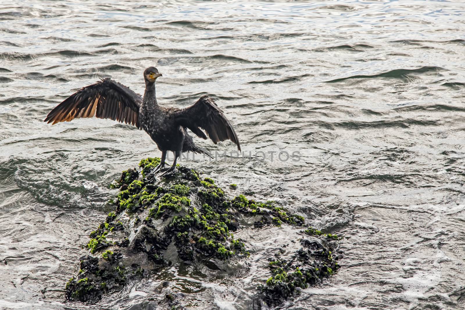 cormorant on cliffs in the sea