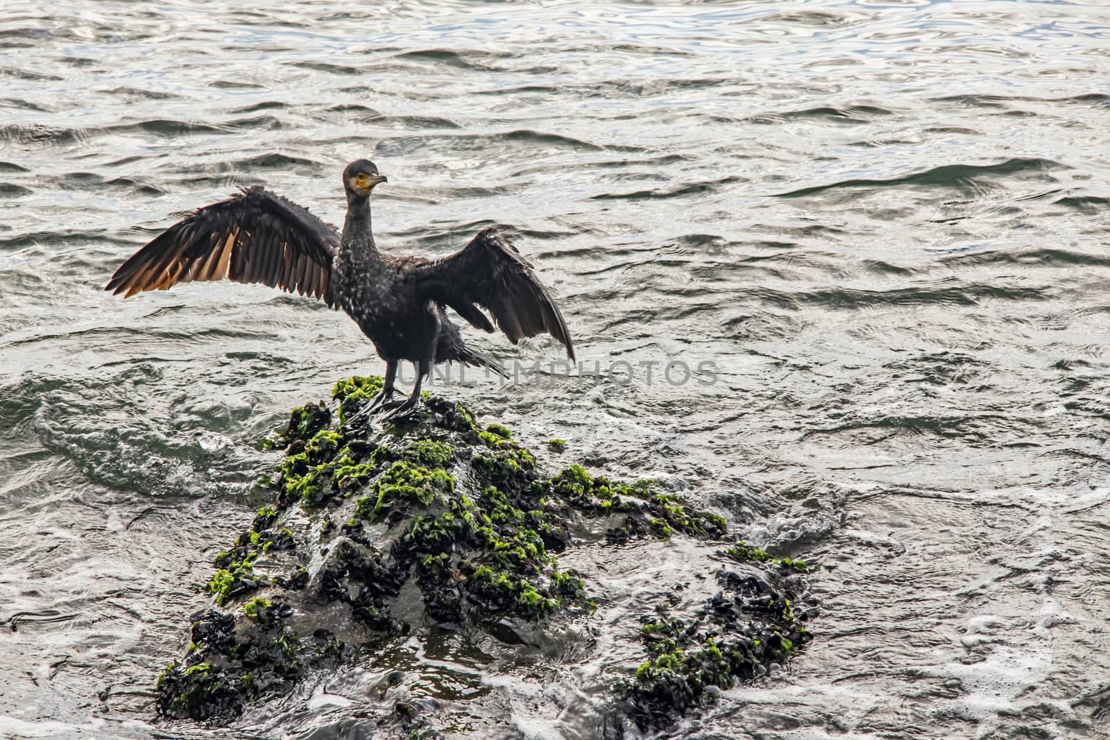 cormorant on cliffs in the sea by yilmazsavaskandag