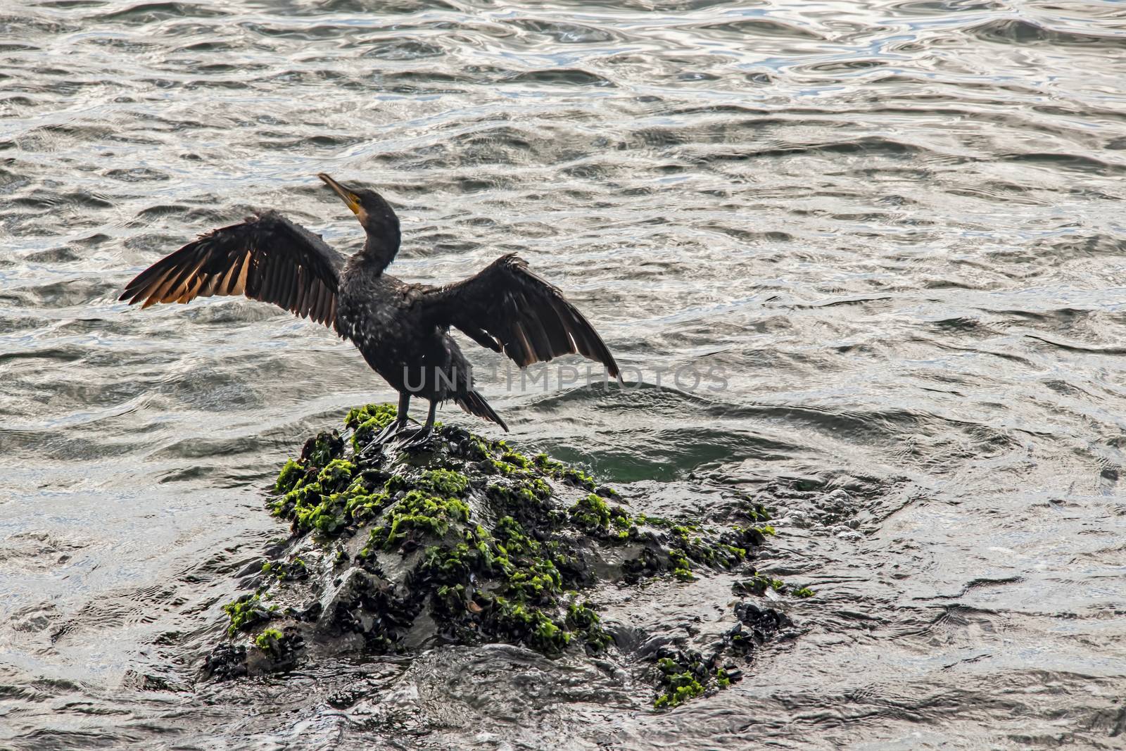 cormorant on cliffs in the sea by yilmazsavaskandag