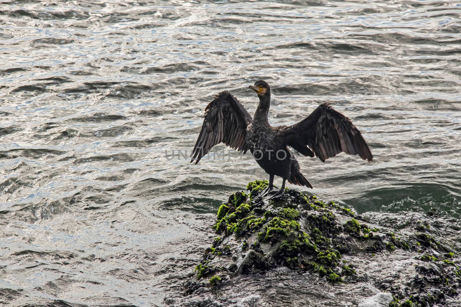 cormorant on cliffs in the sea by yilmazsavaskandag