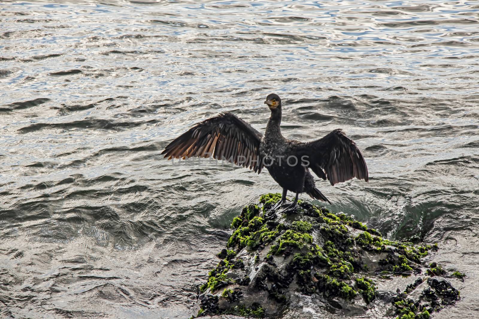 cormorant on cliffs in the sea