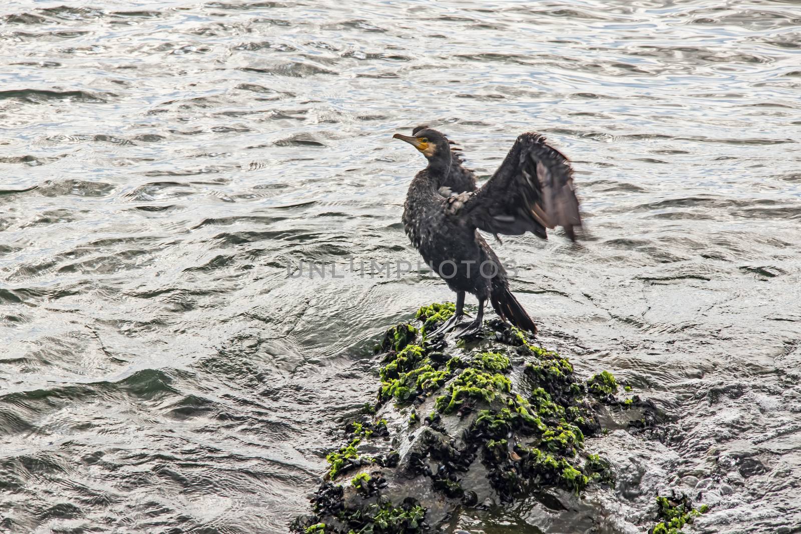 cormorant on cliffs in the sea by yilmazsavaskandag