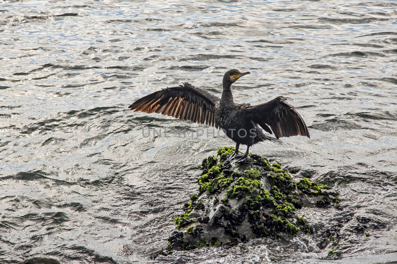 cormorant on cliffs in the sea by yilmazsavaskandag